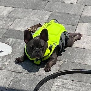 Meet your Posher, Bonnie